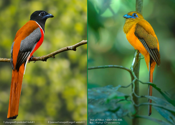 Bird photography opportunities