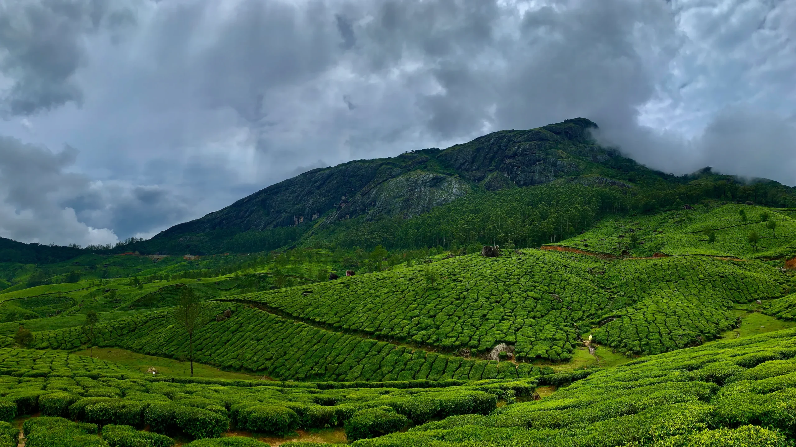 Tea plantation walk in Munnar