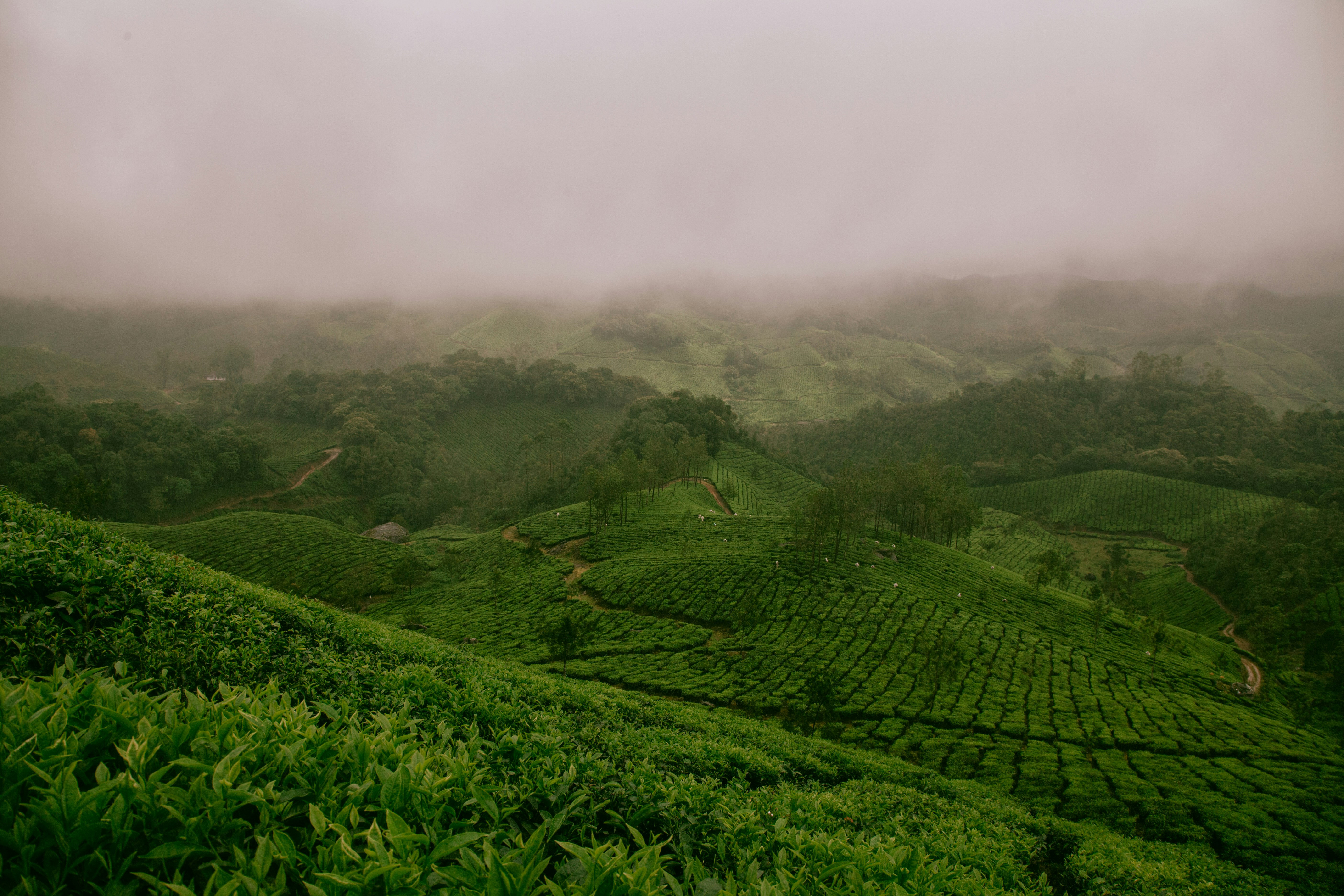Munnar scenic view